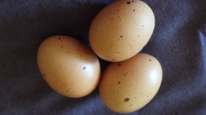 1st-barnie-eggs